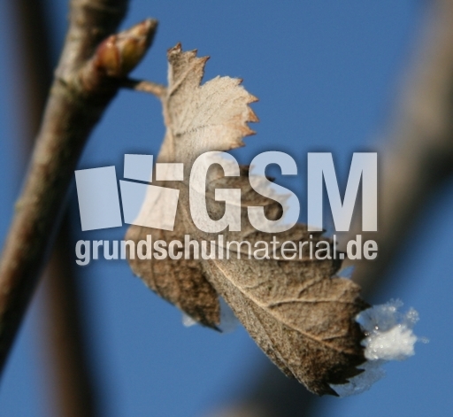 Winterimpressionen 051.jpg